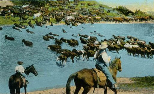 image018.jpg - Cattle crossing Yellowstone near Miles City