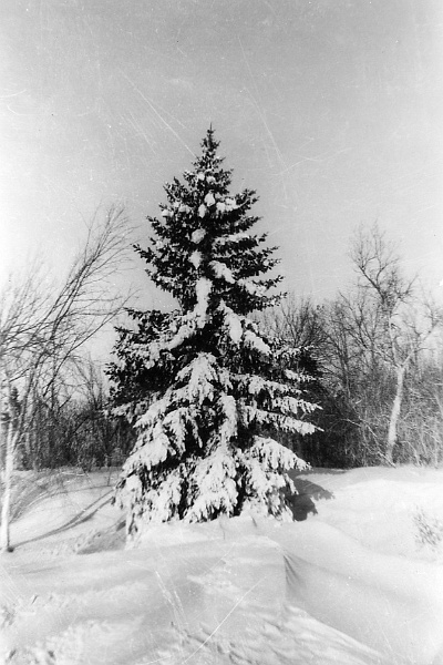 zeltinger066.jpg - Ignatius and Katie Zeltinger farm near Tolley, ND after blizzard; photo taken in Jan. 1947. This is the blue spruce just west of the front porch.